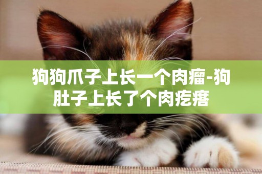 狗狗爪子上長一個肉瘤-狗肚子上長了個肉疙瘩