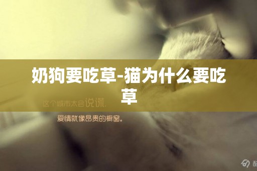 奶狗要吃草-貓為什么要吃草
