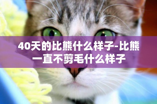 40天的比熊什么樣子-比熊一直不剪毛什么樣子