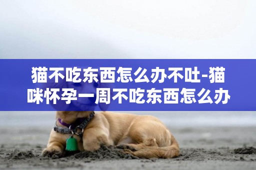 貓不吃東西怎么辦不吐-貓咪懷孕一周不吃東西怎么辦