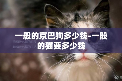 一般的京巴狗多少錢-一般的貓要多少錢