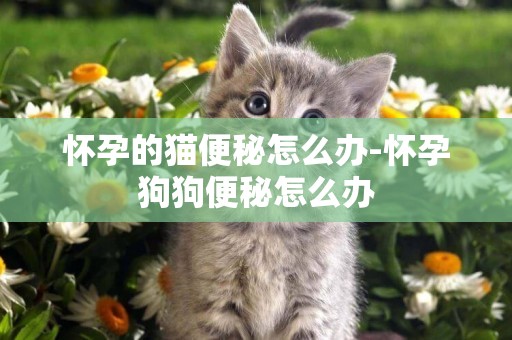 懷孕的貓便秘怎么辦-懷孕狗狗便秘怎么辦