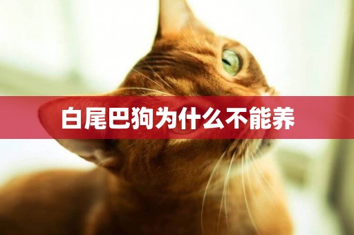 白尾巴狗為什么不能養