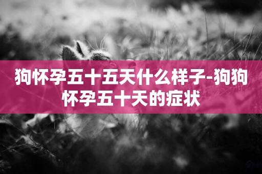 狗懷孕五十五天什么樣子-狗狗懷孕五十天的癥狀