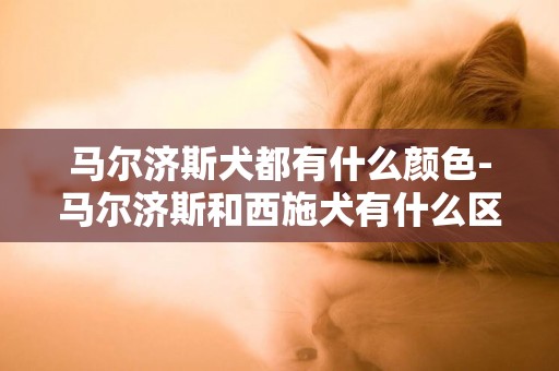 馬爾濟斯犬都有什么顏色-馬爾濟斯和西施犬有什么區別
