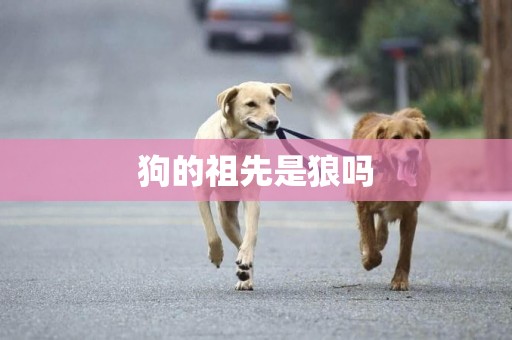 狗的祖先是狼嗎