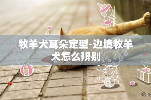 牧羊犬耳朵定型-邊境牧羊犬怎么辨別
