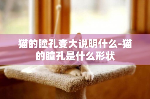 貓的瞳孔變大說明什么-貓的瞳孔是什么形狀