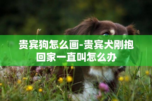 貴賓狗怎么畫-貴賓犬剛抱回家一直叫怎么辦
