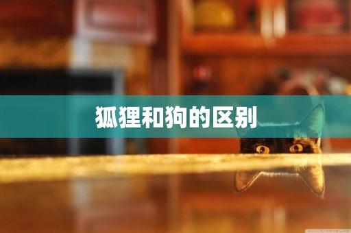 狐貍和狗的區別