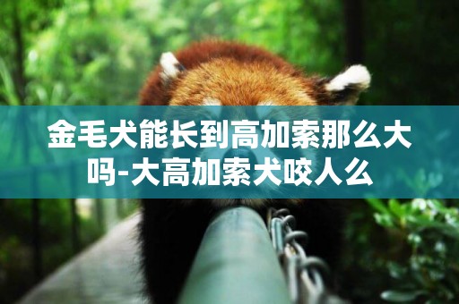 金毛犬能長到高加索那么大嗎-大高加索犬咬人么