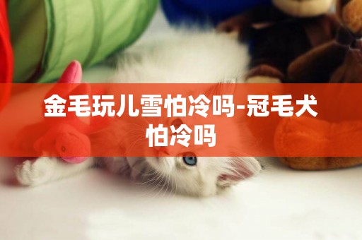 金毛玩兒雪怕冷嗎-冠毛犬怕冷嗎