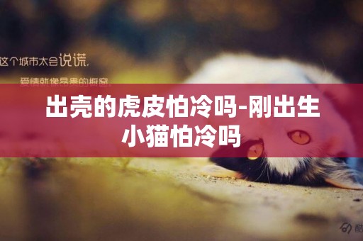 出殼的虎皮怕冷嗎-剛出生小貓怕冷嗎