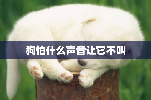 狗怕什么聲音讓它不叫