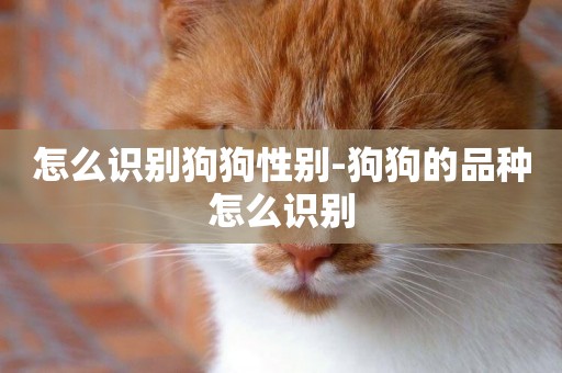 怎么識別狗狗性別-狗狗的品種怎么識別