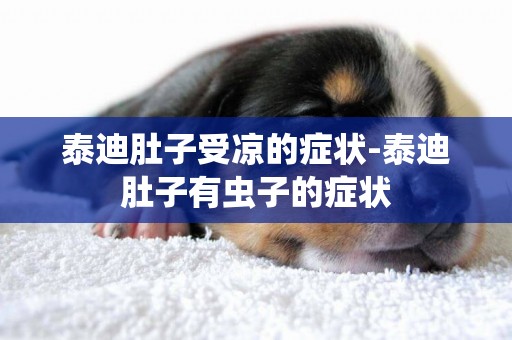 泰迪肚子受涼的癥狀-泰迪肚子有蟲子的癥狀
