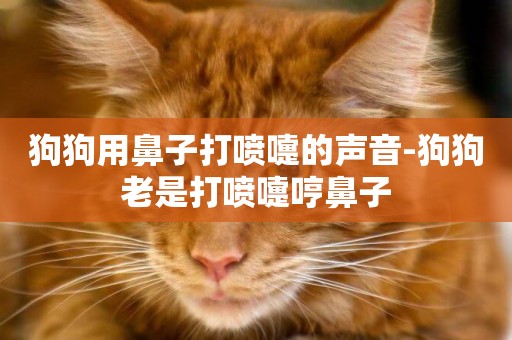 狗狗用鼻子打噴嚏的聲音-狗狗老是打噴嚏哼鼻子