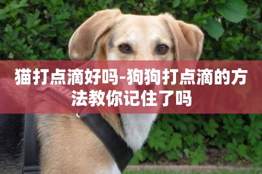 貓打點滴好嗎-狗狗打點滴的方法教你記住了嗎