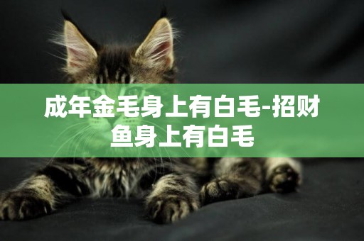 成年金毛身上有白毛-招財魚身上有白毛