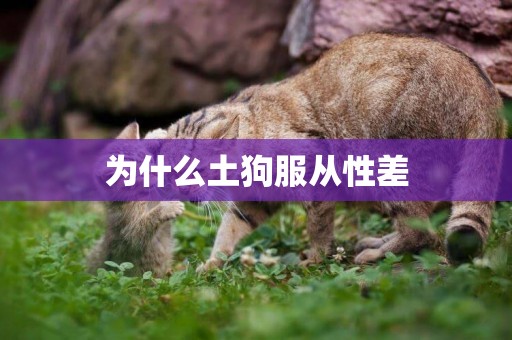 為什么土狗服從性差