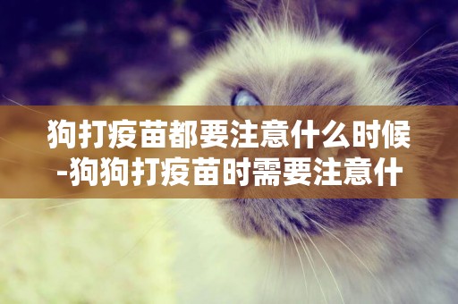 狗打疫苗都要注意什么時候-狗狗打疫苗時需要注意什么