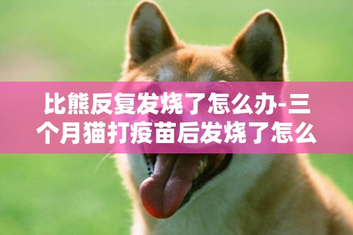 比熊反復發燒了怎么辦-三個月貓打疫苗后發燒了怎么辦