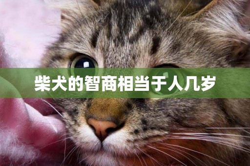 柴犬的智商相當于人幾歲