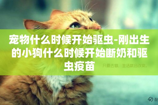 寵物什么時候開始驅蟲-剛出生的小狗什么時候開始斷奶和驅蟲疫苗