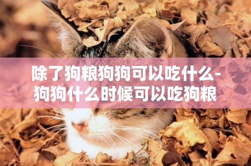除了狗糧狗狗可以吃什么-狗狗什么時候可以吃狗糧