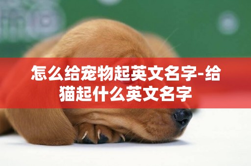 怎么給寵物起英文名字-給貓起什么英文名字