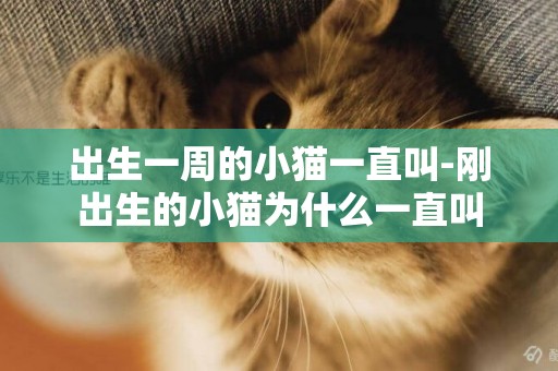 出生一周的小貓一直叫-剛出生的小貓為什么一直叫