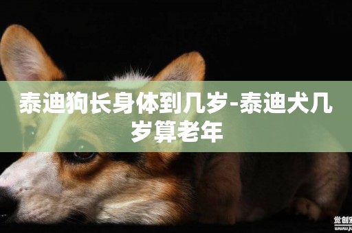 泰迪狗長身體到幾歲-泰迪犬幾歲算老年
