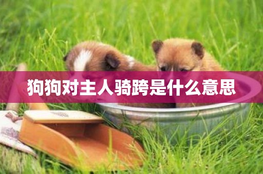 狗狗對主人騎跨是什么意思