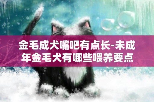 金毛成犬嘴吧有點長-未成年金毛犬有哪些喂養要點