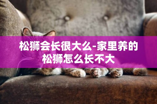 松獅會長很大么-家里養的松獅怎么長不大