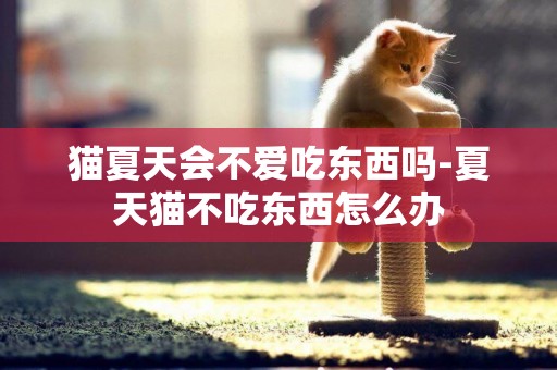 貓夏天會不愛吃東西嗎-夏天貓不吃東西怎么辦