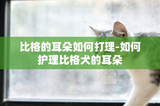 比格的耳朵如何打理-如何護理比格犬的耳朵