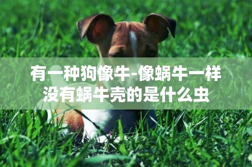 有一種狗像牛-像蝸牛一樣沒有蝸牛殼的是什么蟲