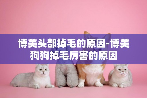 博美頭部掉毛的原因-博美狗狗掉毛厲害的原因