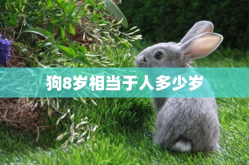 狗8歲相當于人多少歲