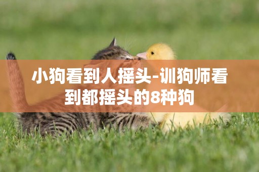 小狗看到人搖頭-訓狗師看到都搖頭的8種狗