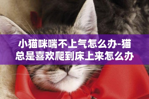 小貓咪喘不上氣怎么辦-貓總是喜歡爬到床上來怎么辦