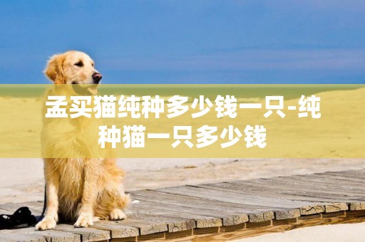 孟買貓純種多少錢一只-純種貓一只多少錢