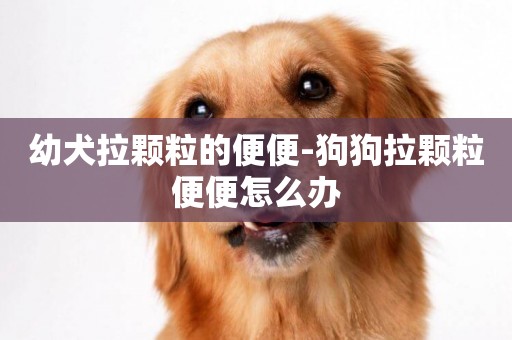 幼犬拉顆粒的便便-狗狗拉顆粒便便怎么辦