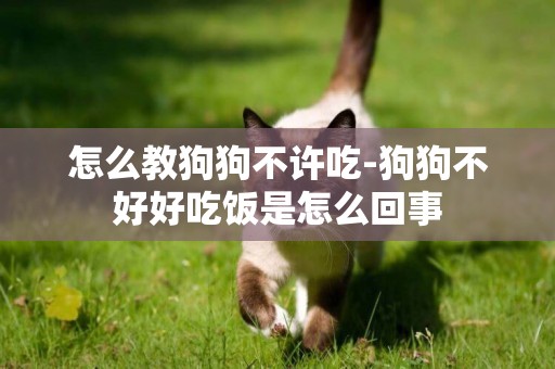 怎么教狗狗不許吃-狗狗不好好吃飯是怎么回事