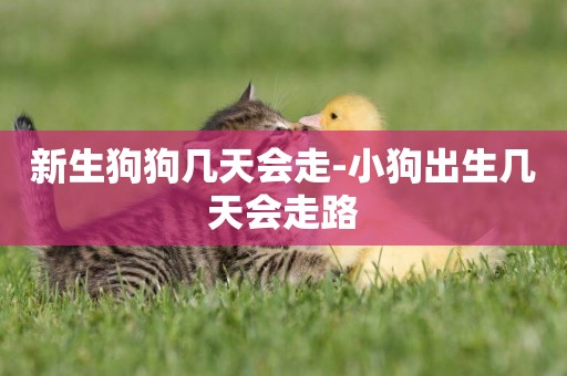 新生狗狗幾天會走-小狗出生幾天會走路