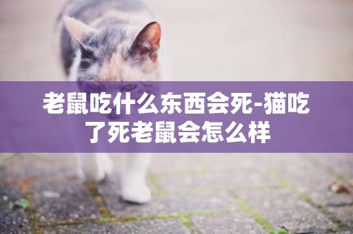 老鼠吃什么東西會死-貓吃了死老鼠會怎么樣
