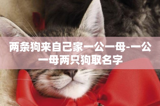 兩條狗來自己家一公一母-一公一母兩只狗取名字