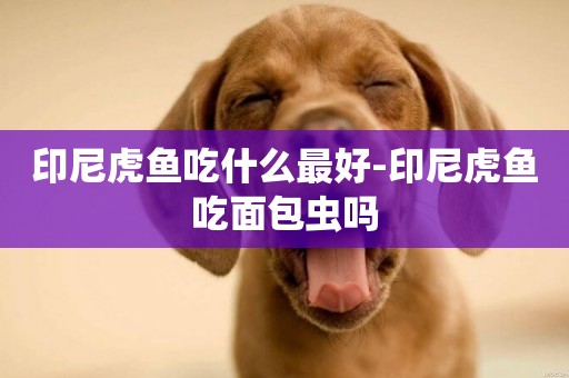 印尼虎魚吃什么最好-印尼虎魚吃面包蟲嗎