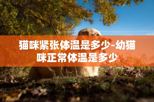 貓咪緊張體溫是多少-幼貓咪正常體溫是多少